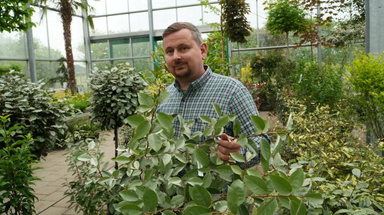 lochpflanze monstera pflege Möchten Sie Monstera Deliciosa (Lochpflanze) kaufen? | 110cm hoch