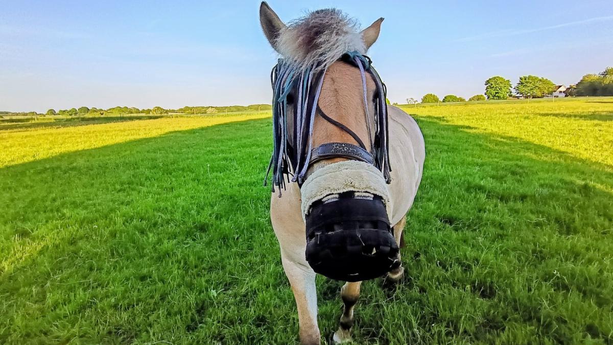 Horses with muzzles: Why ponies now wear grazing muzzles