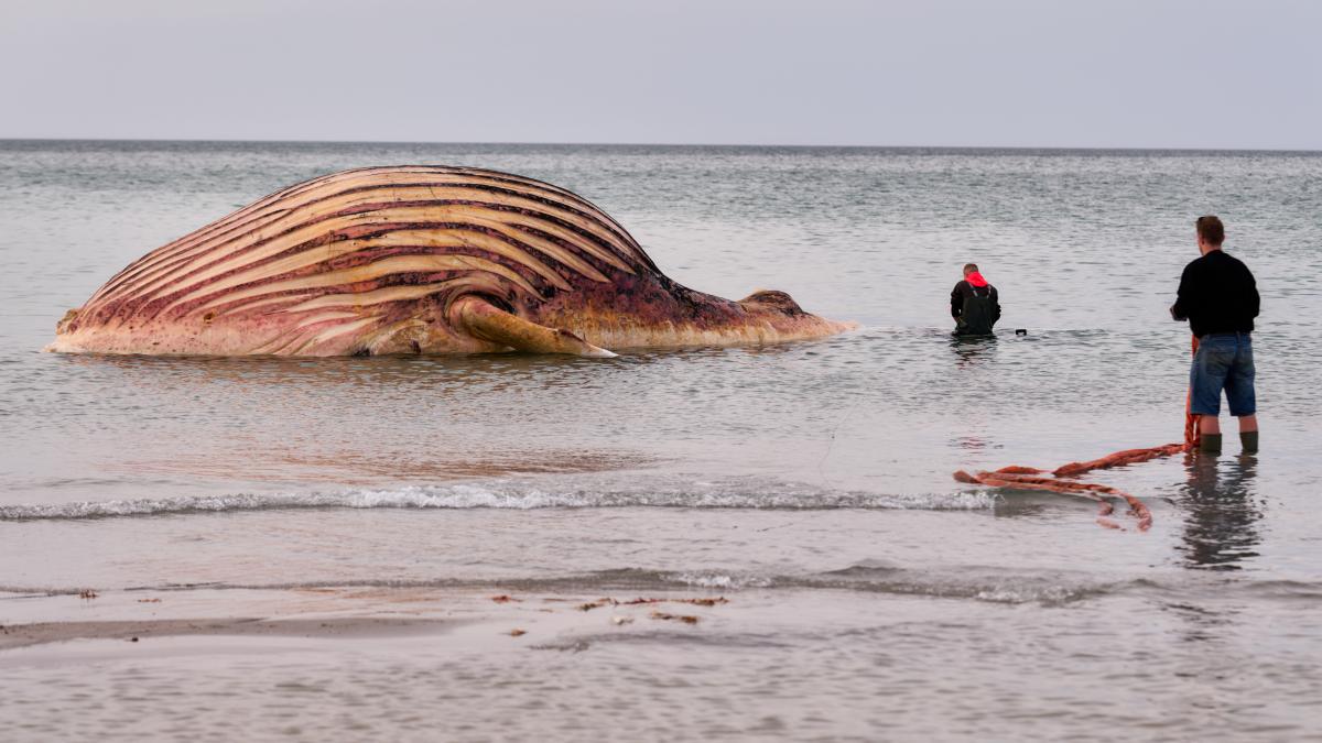 Humpback Whale Carcass Pulled Ashore: Autopsy of “Timmy” Expected