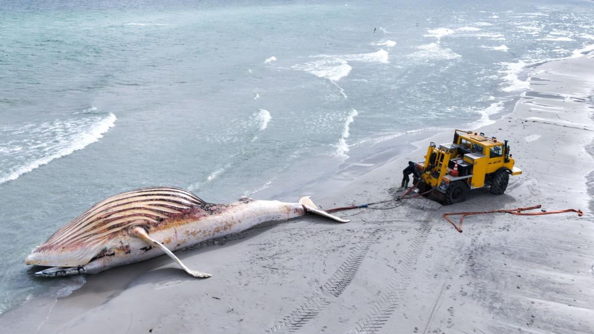 After the death of the humpback whale: Why numerous complaints are now ...