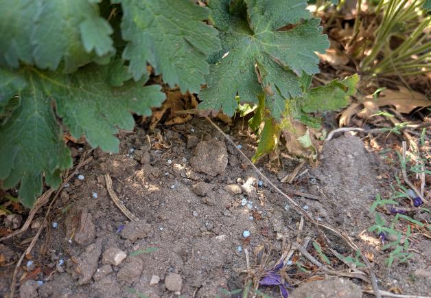 dünger für gartenhibiskus Purgrün Gartenhibiskus-Dünger 1 Liter