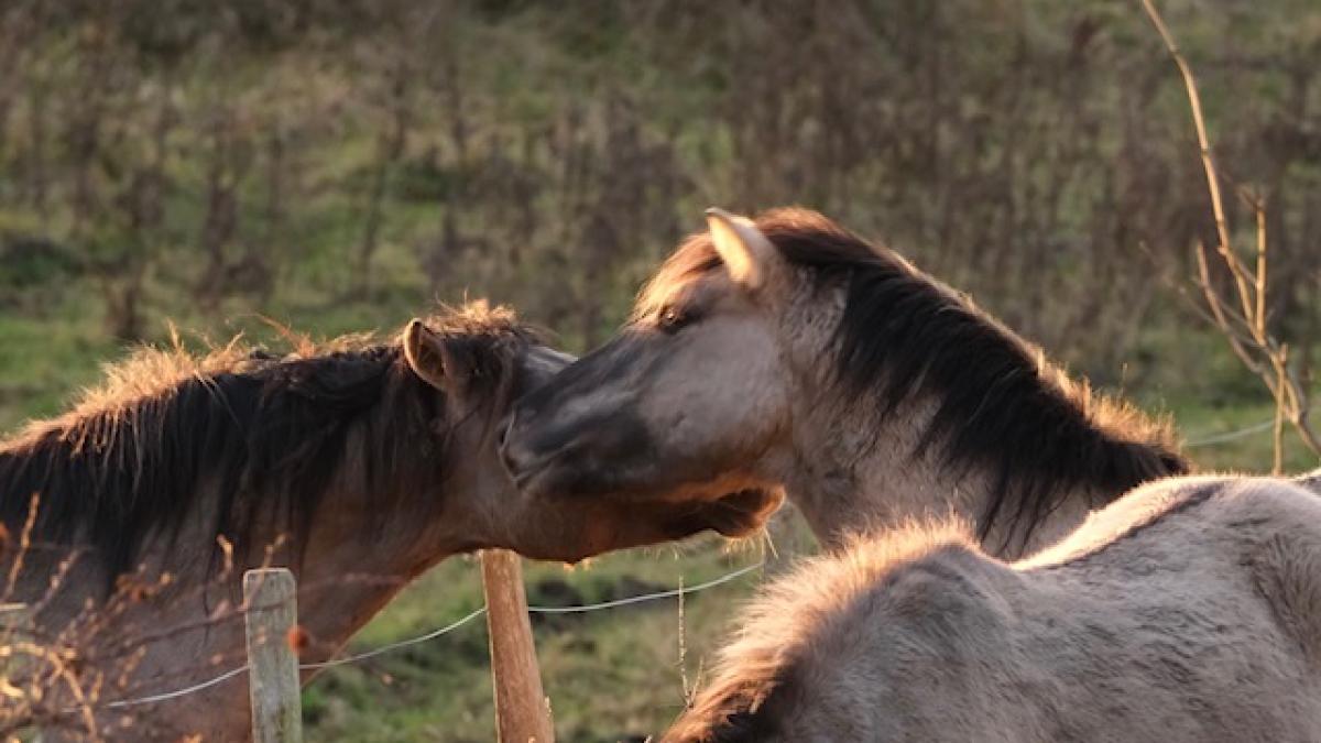 Fünf Low-Budget-Mikroabenteuer im Kreis Schleswig-Flensburg