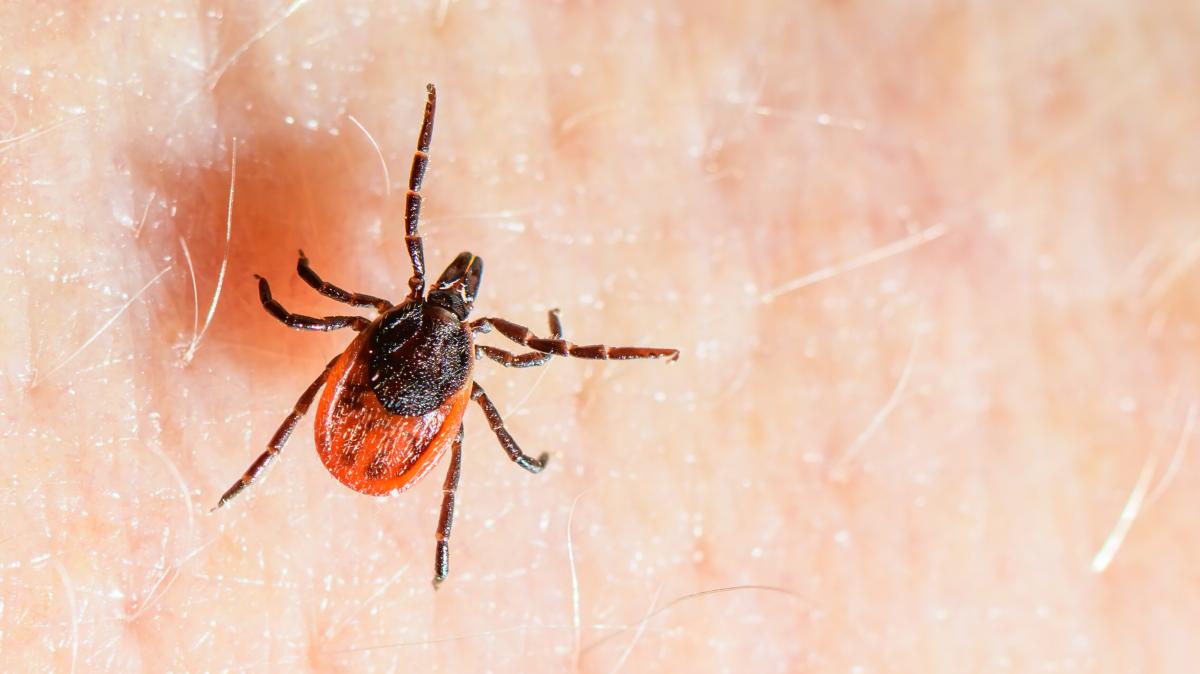 Tick bite: How high is the local risk of tick-borne encephalitis (TBE)?