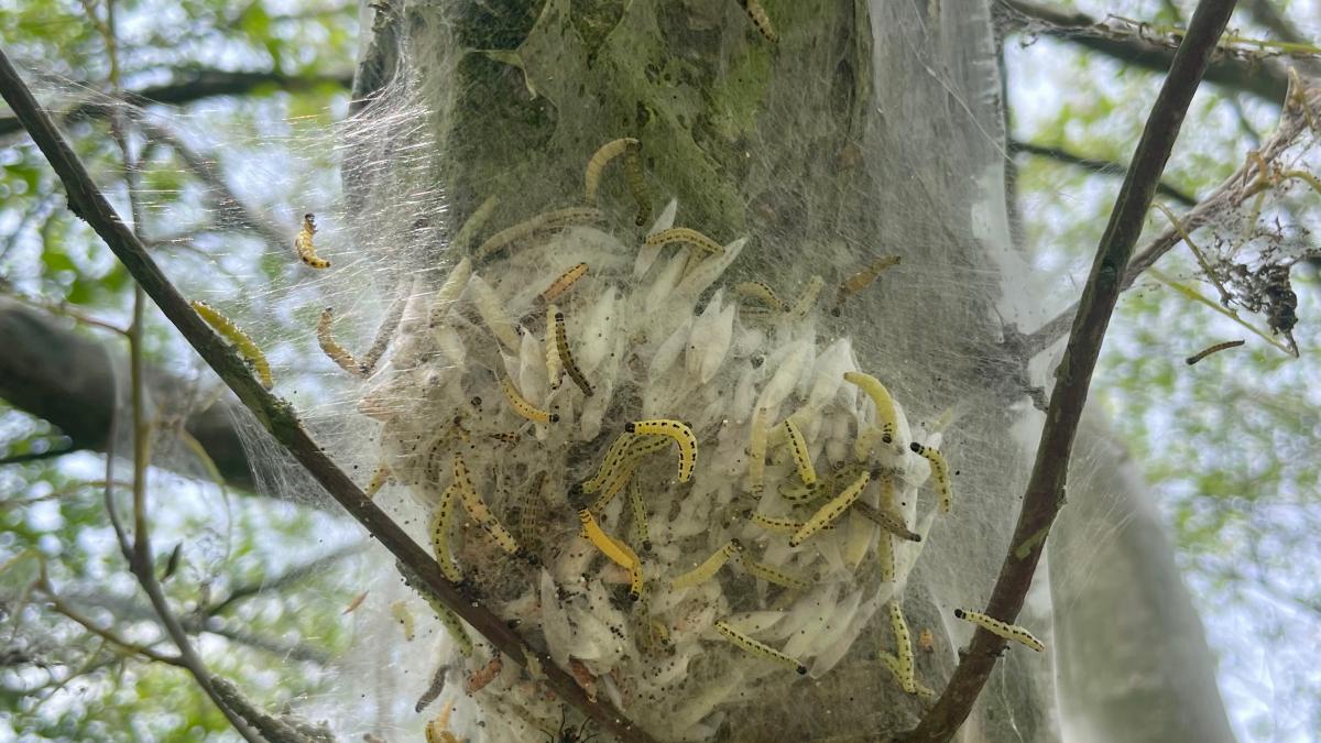 Ermine moths spin webs around trees: Harmless to humans and animals