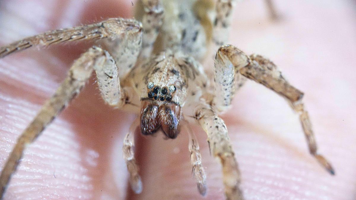 Verwirrung um Nosferatu-Spinne: Neue invasive Art in Ostholstein?