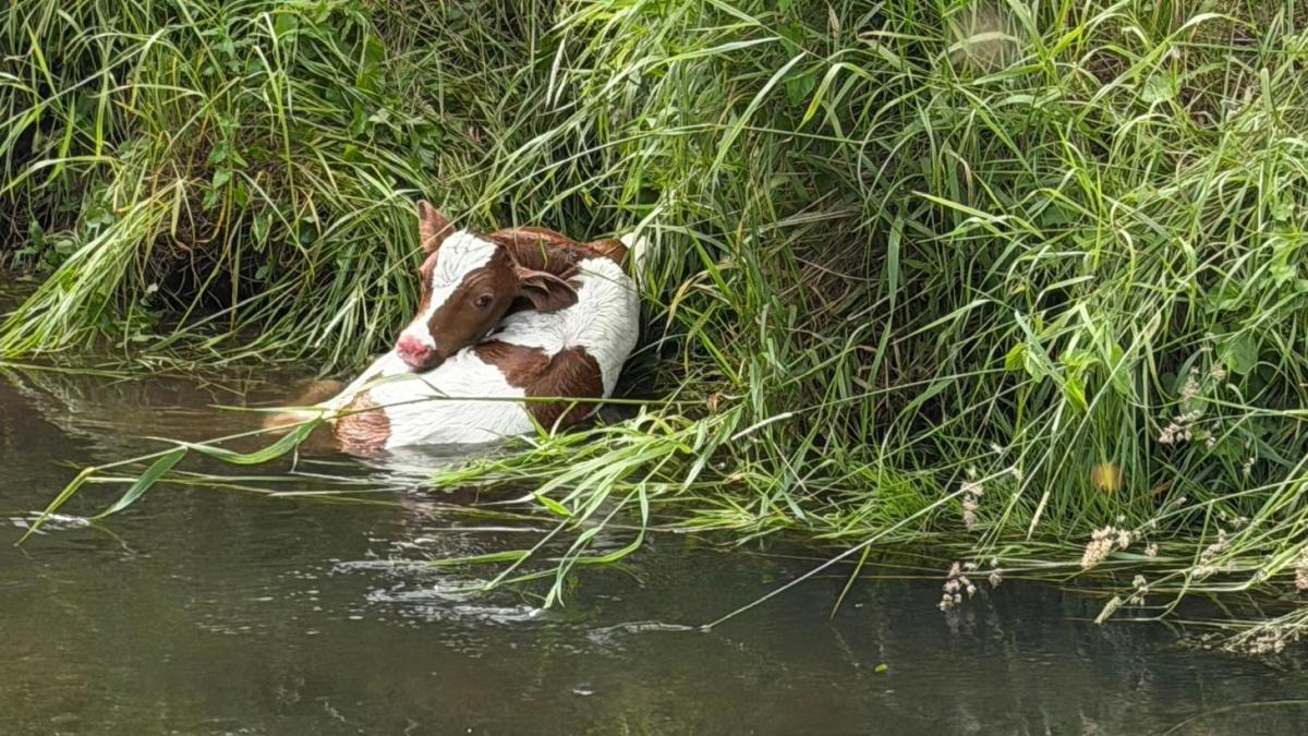 Von Mutterkuh in die Treene gestoßen: Kalb zwei Mal gerettet