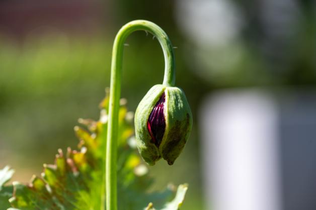 Schlafmohn im Garten: Wie aus Mohnbrötchen Opium wird?