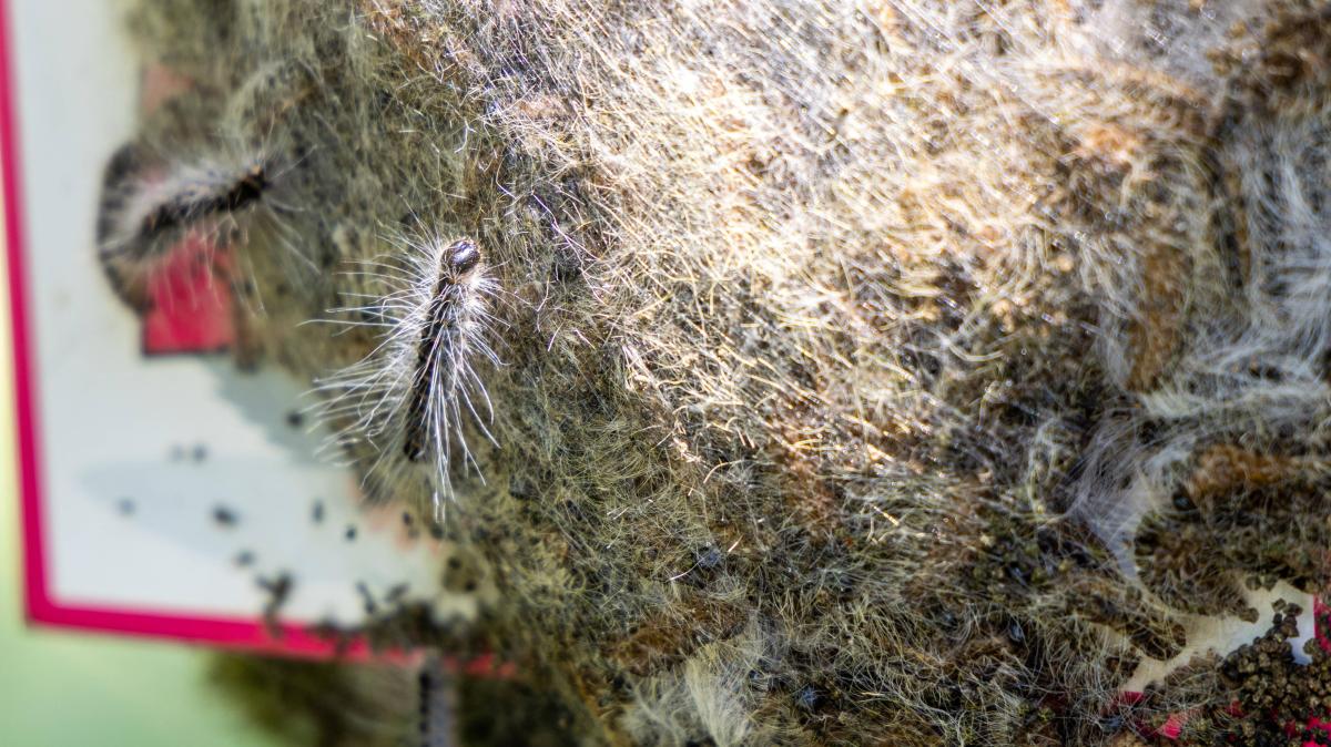 Oak processionary caterpillars are active again in the Osnabrück district