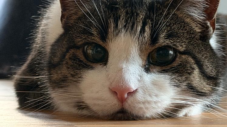 Auch Caspar ist ein „Notfellchen“. Seine Besitzer allerdings haben alles richtig gemacht und den hübschen Kater vor vielen Jahren aus dem Tierheim geholt. 