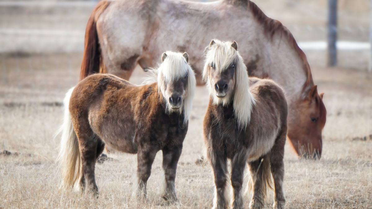 Unfall-mit-Pferdeanh-nger-in-Melle-Zwei-Frauen-verletzt-Ponys-wohlauf
