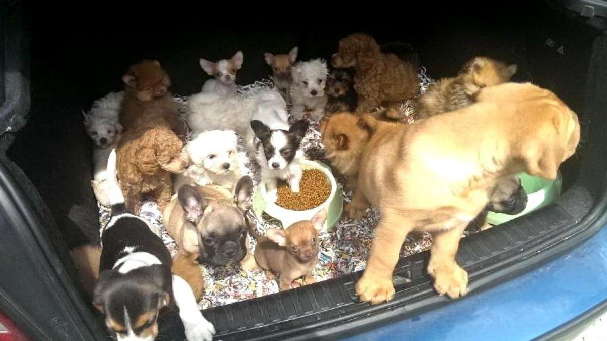 Bad Schwartau: Puppies killed - | PETA files criminal charges