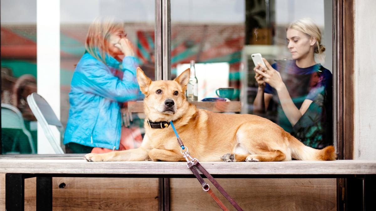 Dog ban in Eutin: Restaurateurs complain about increasing numbers of ...