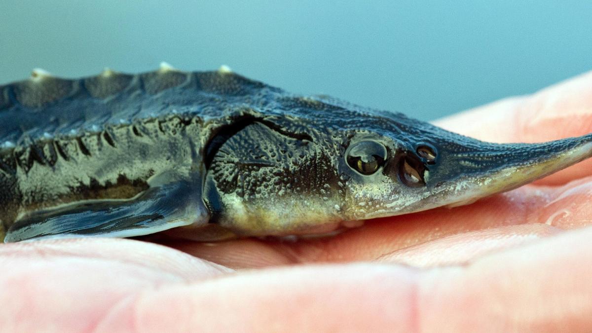 Sturgeon in Ems: Expert clarifies origin of dead fish