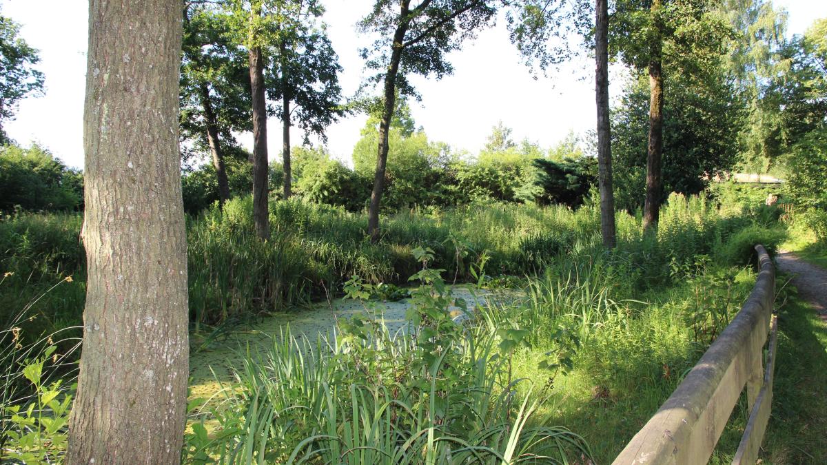 Was piept im Flensburger Volkspark? Mit der App „Merlin“ auf Vogeljagd