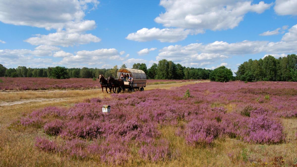 Die-gro-e-Show-der-kleinen-Stars-Entdeckungen-in-der-Kyritz-Ruppiner-Heide