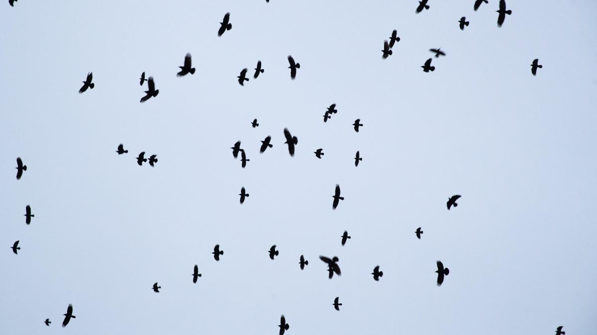 Crows are stripping cherry trees bare in Cloppenburg: What to do?