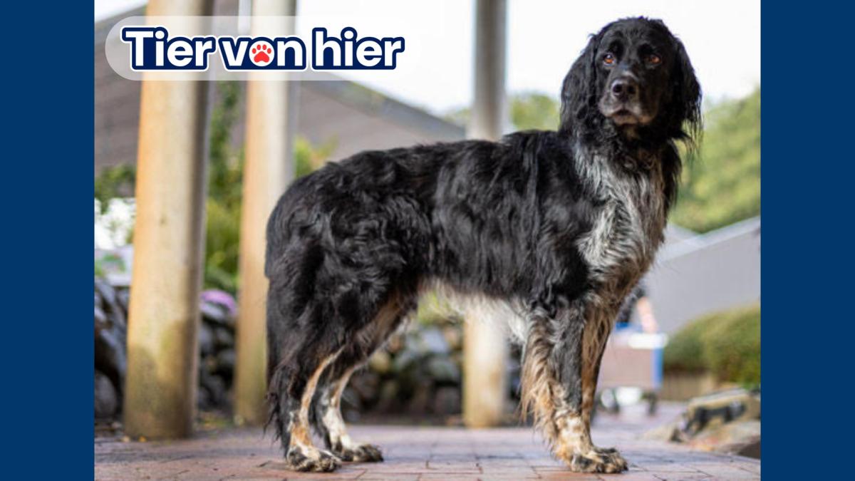 Tierheim Flensburg: Hunde-Senior Lucky hat nicht mehr viel Zeit