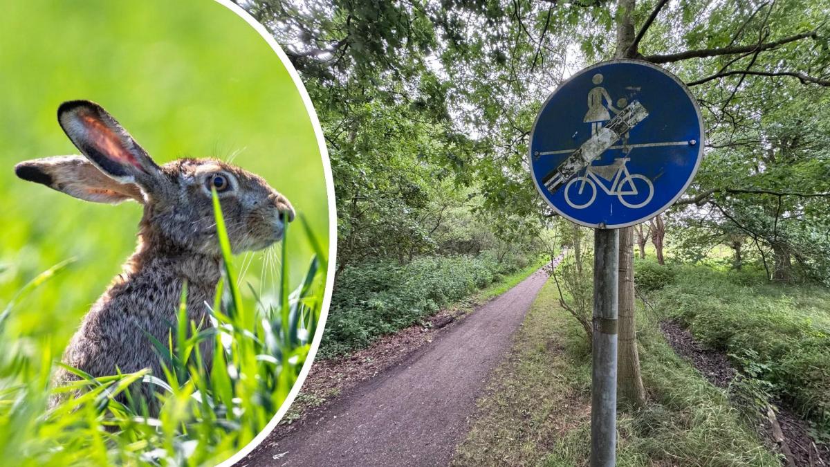 Rabbit plague in the Rendsburg area: Numerous dead hares reported