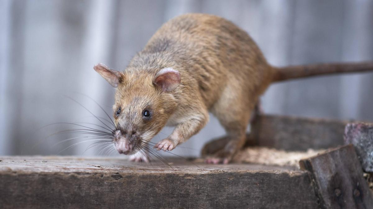 “Day 7”: Rats as mine clearers and a private Star Wars realm