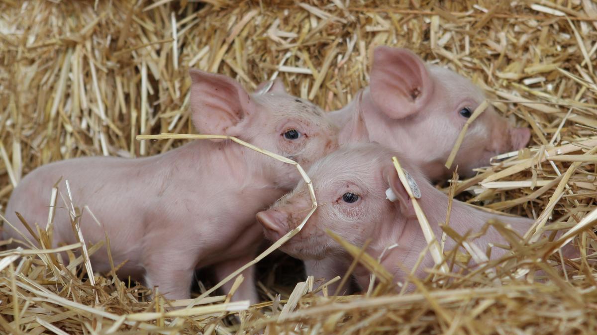 Geestferkel aus Wildeshausen: Wieso der Betrieb aufgeben muss