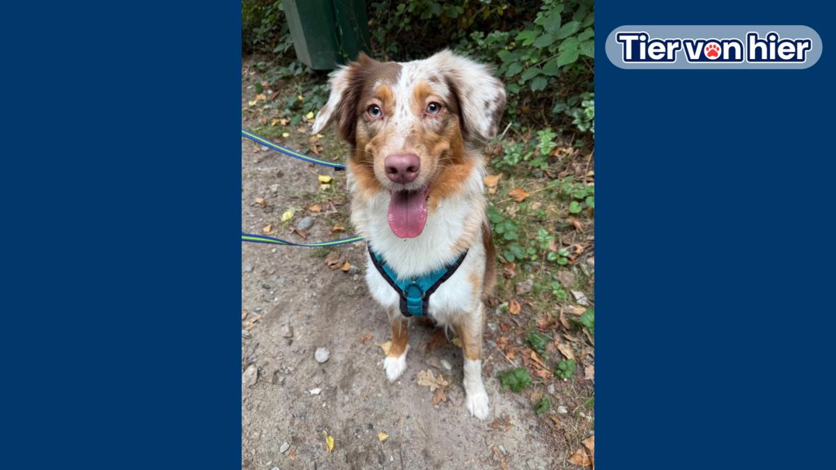 Flensburg Animal Shelter: Ginny shouldn't become a challenge trophy!
