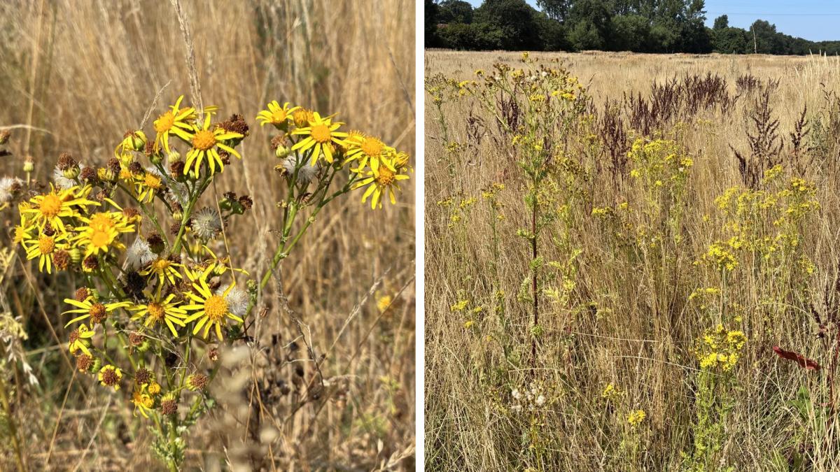 Ragwort in Wildeshausen: Caterpillars combat poisonous plant