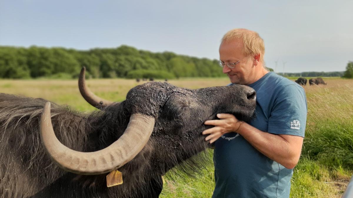 Eckernförde: Wasserbüffel vereinen Landwirtschaft und Naturschutz