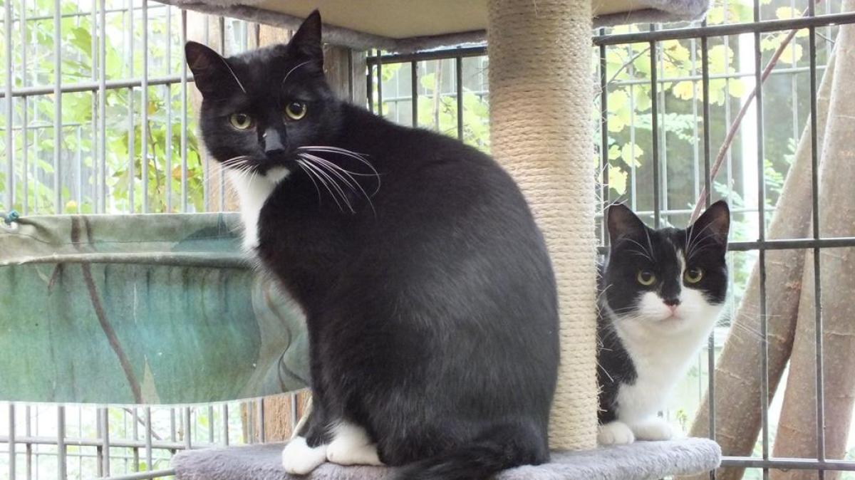 Katzen im Tierheim Elmshorn: Coolio und Tai sind unzertrennlich
