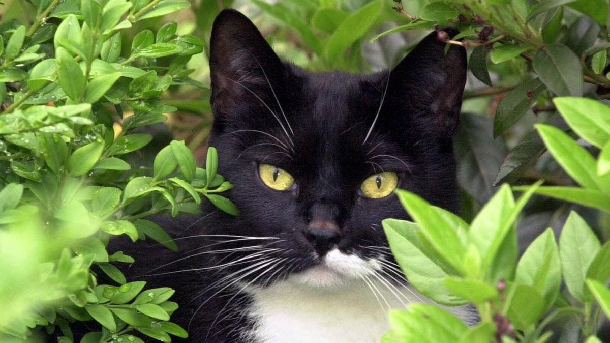 Katze entwischt: Familie verbringt ganzen Urlaub an Raststätte