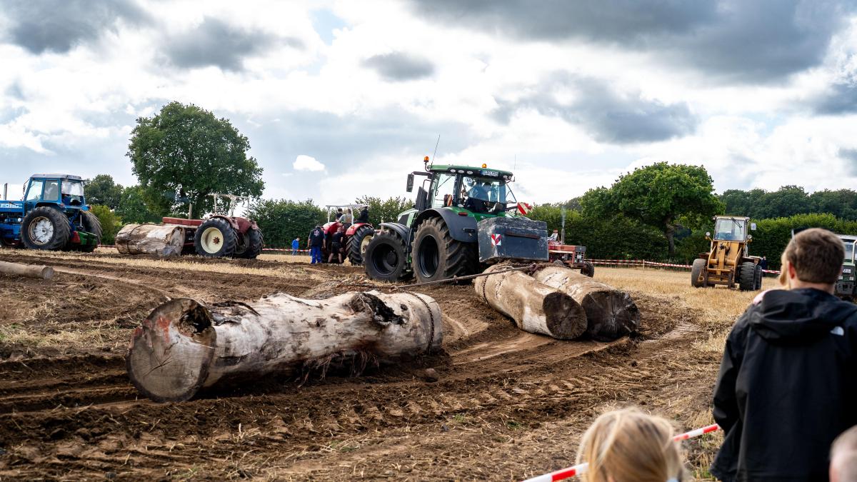 Tractors pull tree trunks in Satrup