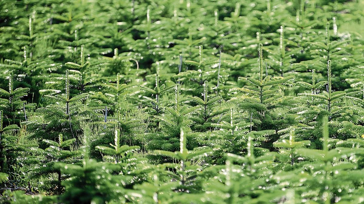 This is how Cloppenburg's Christmas trees will look before Christmas ...