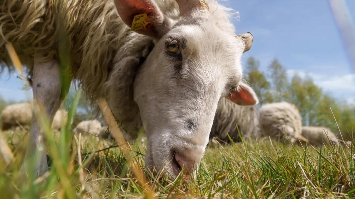 Wollige Landschaftspfleger: 600 Heidschnucken beweiden das Twedter Feld
