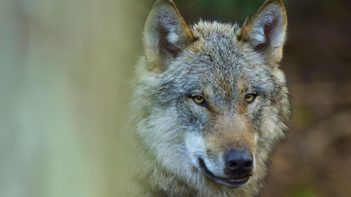 Warum der Wolf in SH bald anlasslos geschossen werden soll