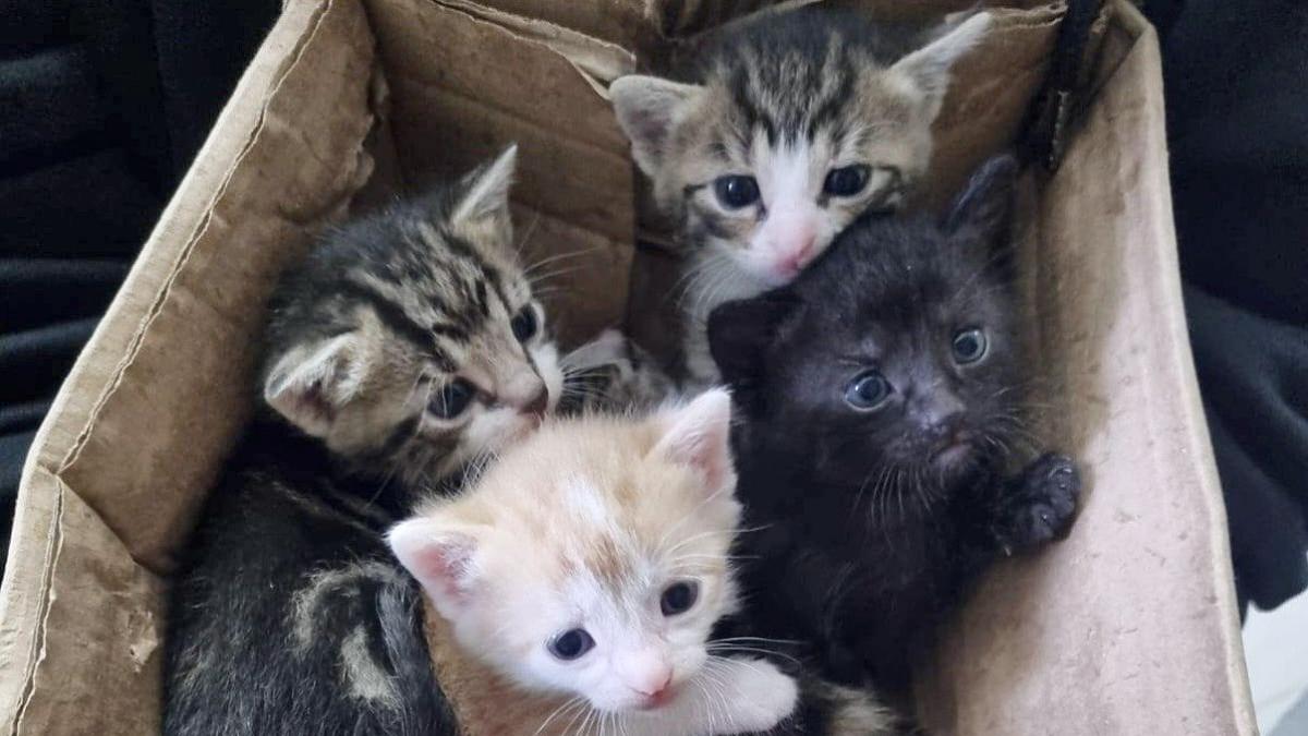 A7 Kittens stuffed into trash can at Hüttener Berge rest stop