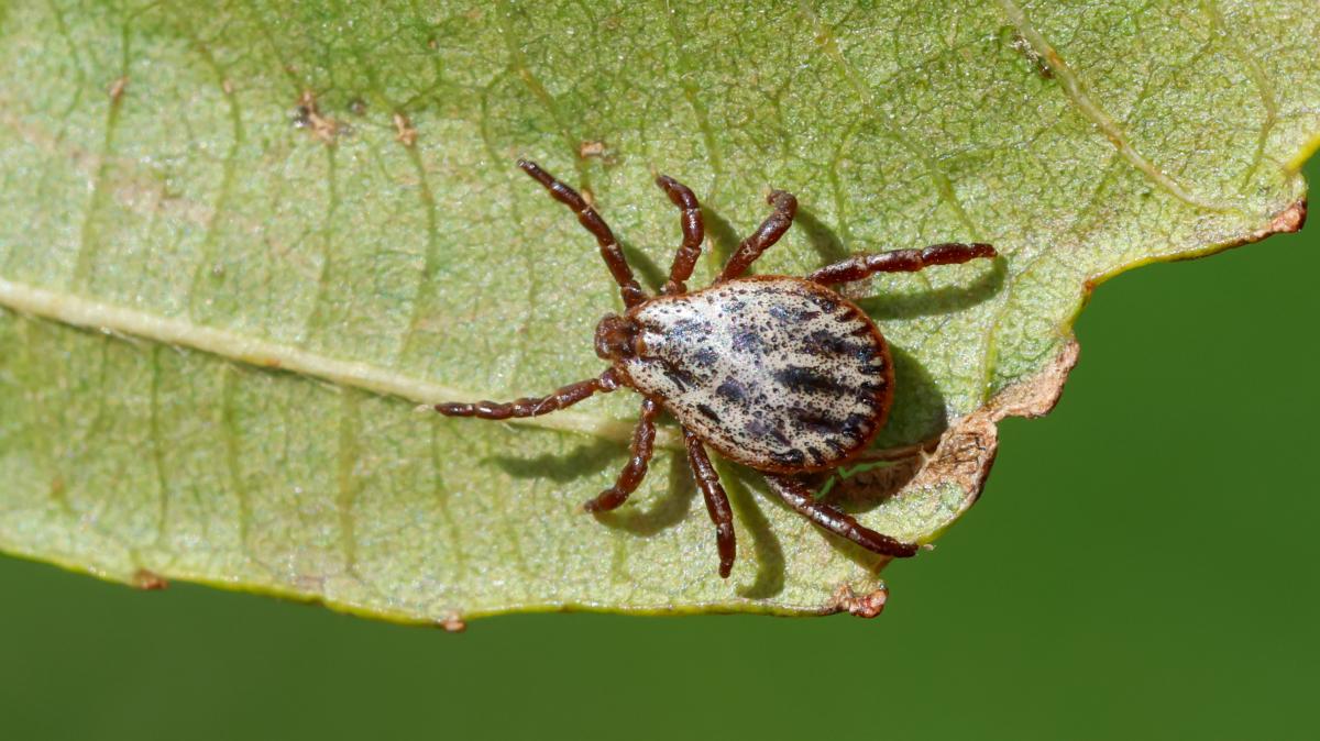 Ticks in autumn: NABU gives tips against Lyme disease and TBE