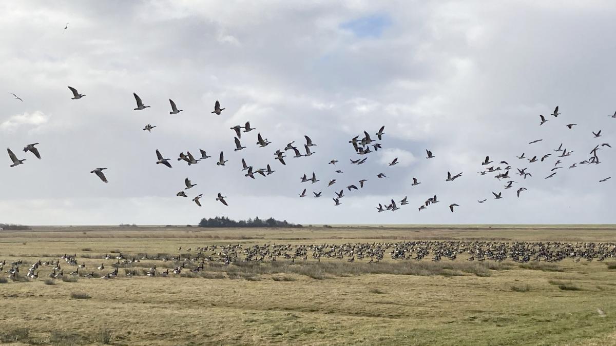 Migratory Birds on Sylt: Best Observation Points & Guided Tours in the ...