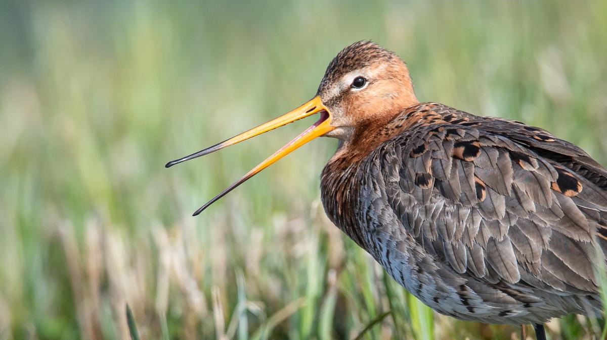 Bird protection Emsmarschen: Farmers demand cooperation