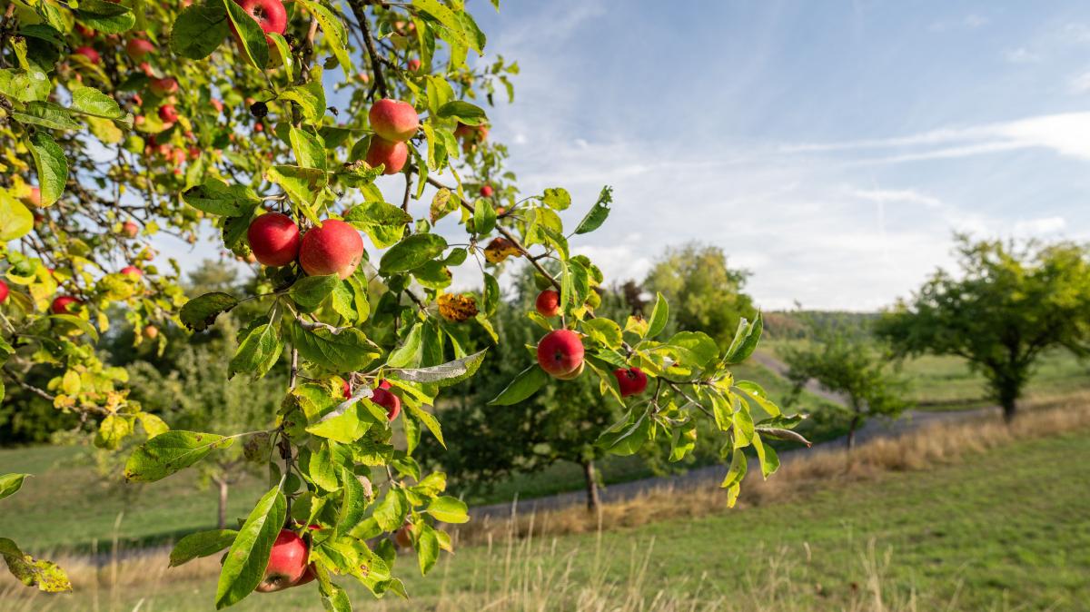 Yellow Ribbons: Where fruit can be picked in and around Oldenburg ...