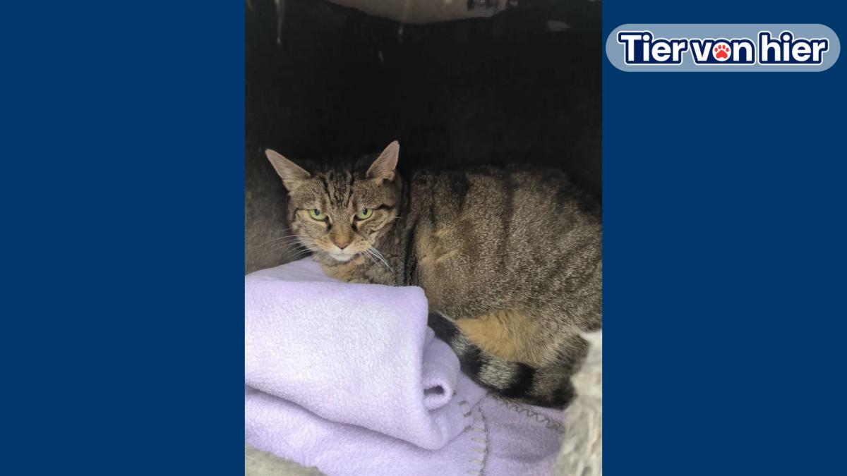 Cat Minka has been overlooked for a year and a half