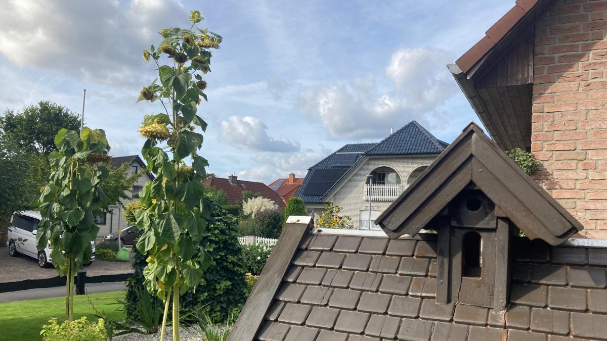 Giant sunflower from the southern district stands in Bad Laer at Rudolf ...