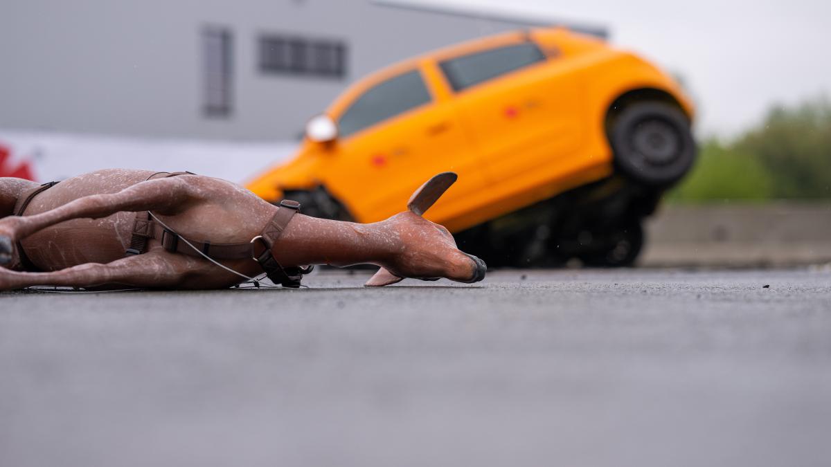 Wildlife collision: How to react correctly!
