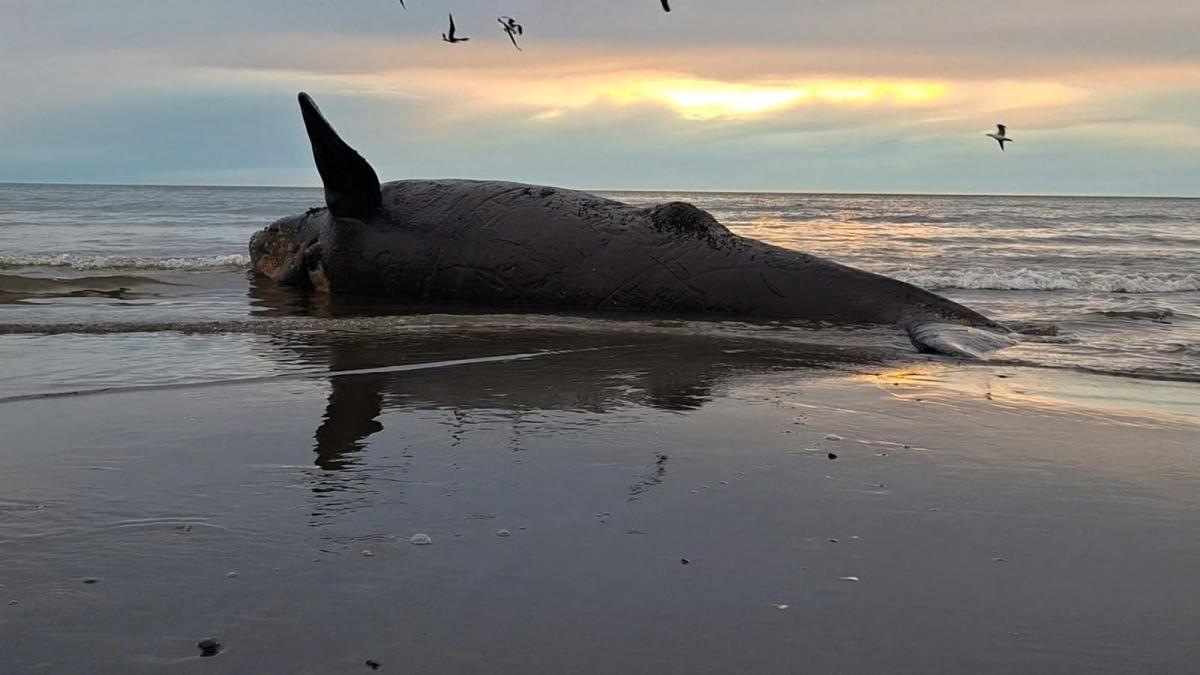 Dutzende tote Jungwale an Argentiniens Küste gespült