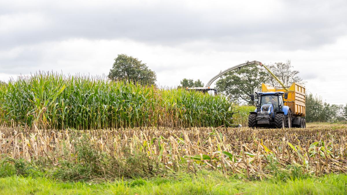 Corn harvester fire in North Frisia: Three harvesting machines burn
