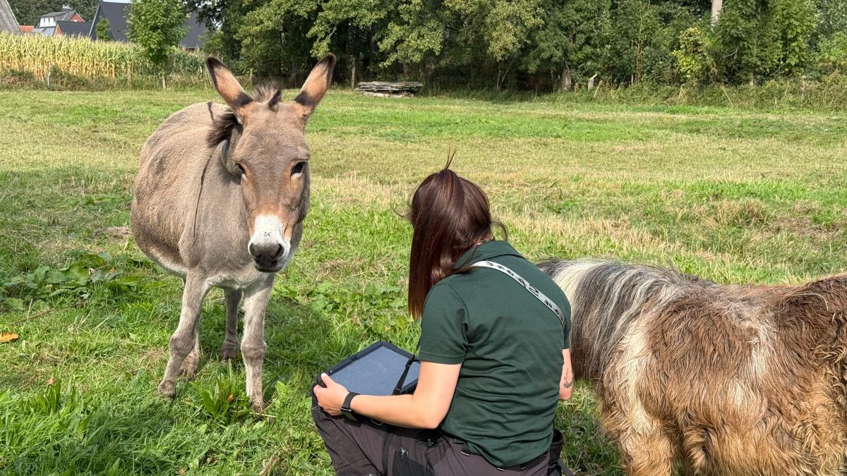 Pony killed in Lutten: Traces point to wolves