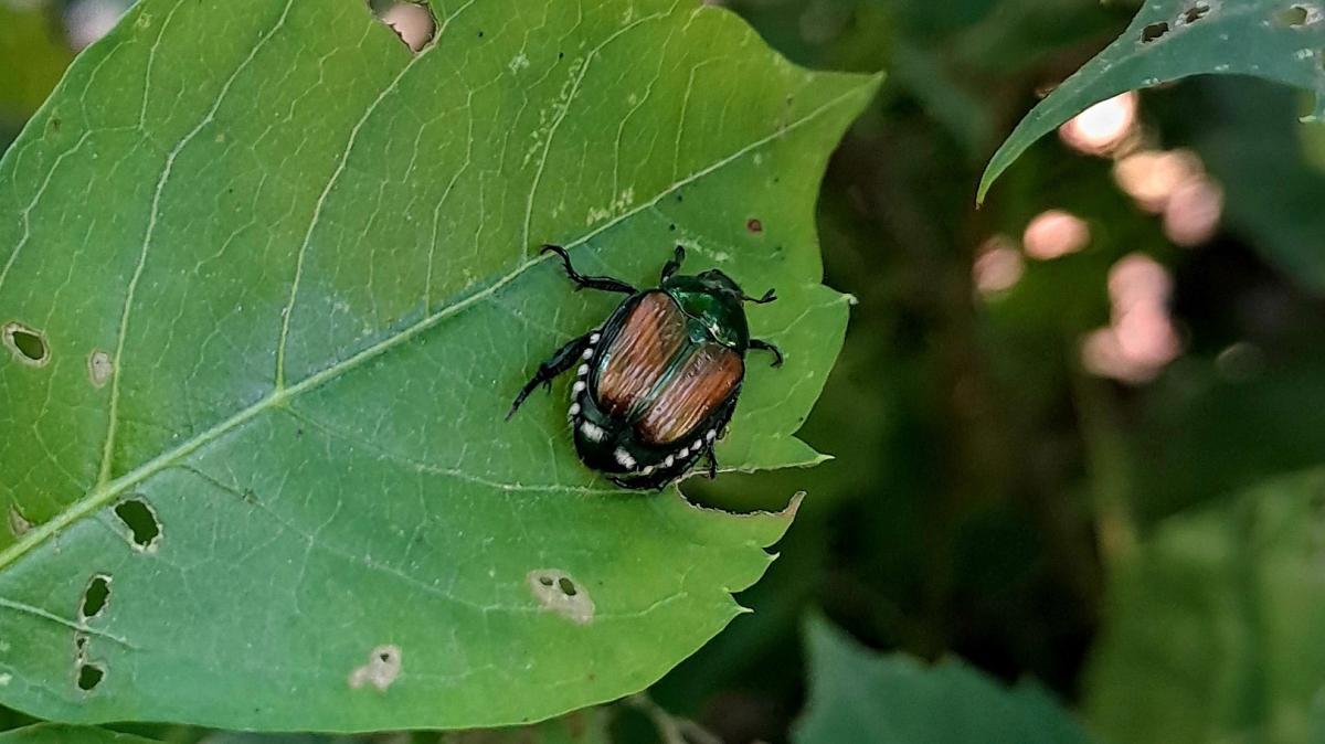 Dangerous Japanese beetles discovered in Goldenstedt