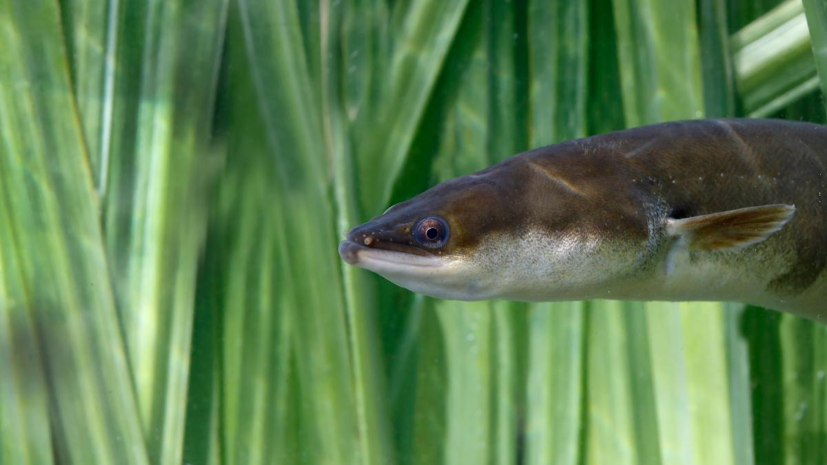 Eel: Dispute over protection and fishing in Schleswig-Holstein