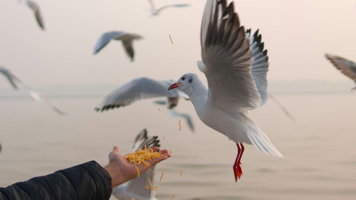 Möwen sind wie wir: Sie ahmen unsere Chips-Wahl nach