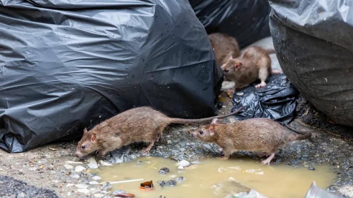 Baustellen scheuchen Ratten auf: So reagiert die Stadt Flensburg