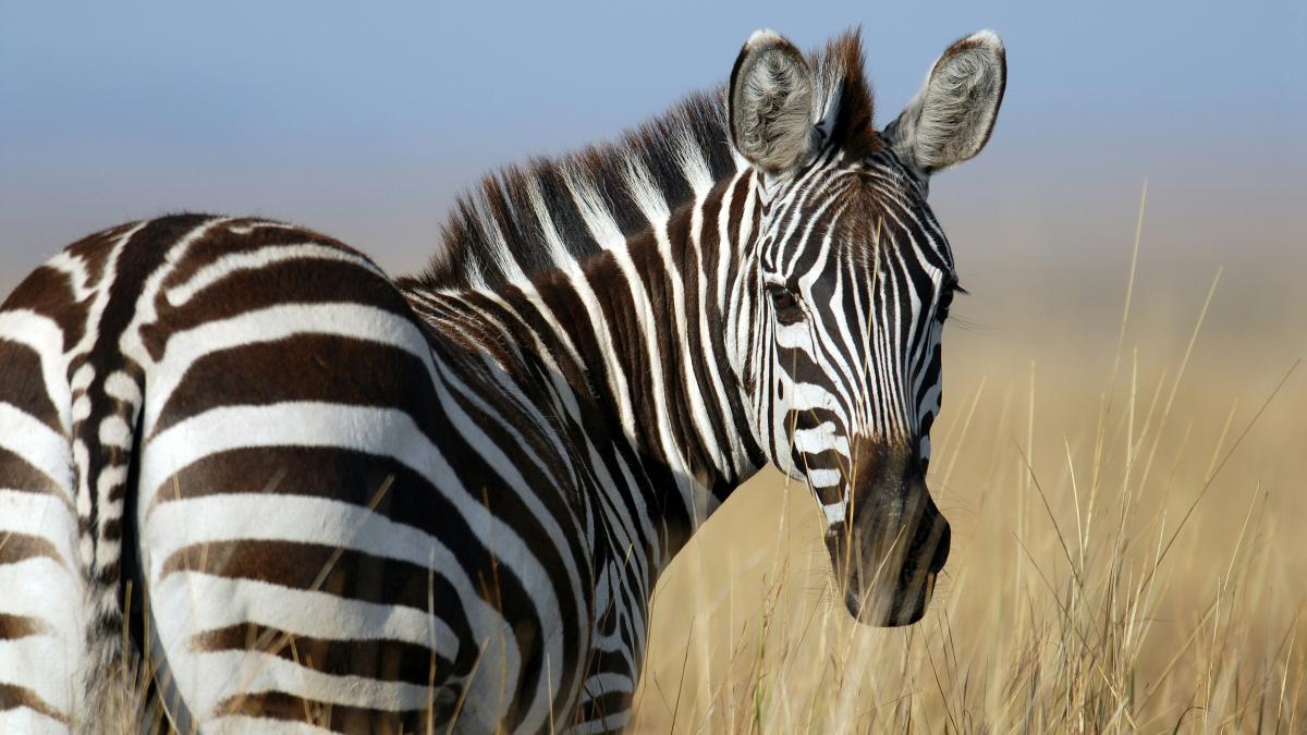 Zebra steht startendem Flugzeug im Weg