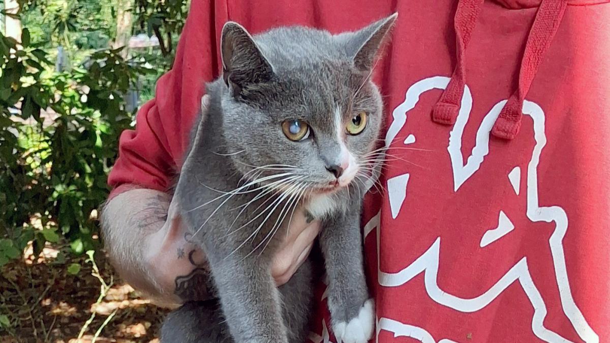 Katze auf Dach: Feuerwehr Weener rückt zur Rettung aus